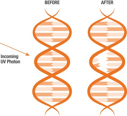 Before and After dna with UV Photon diagram