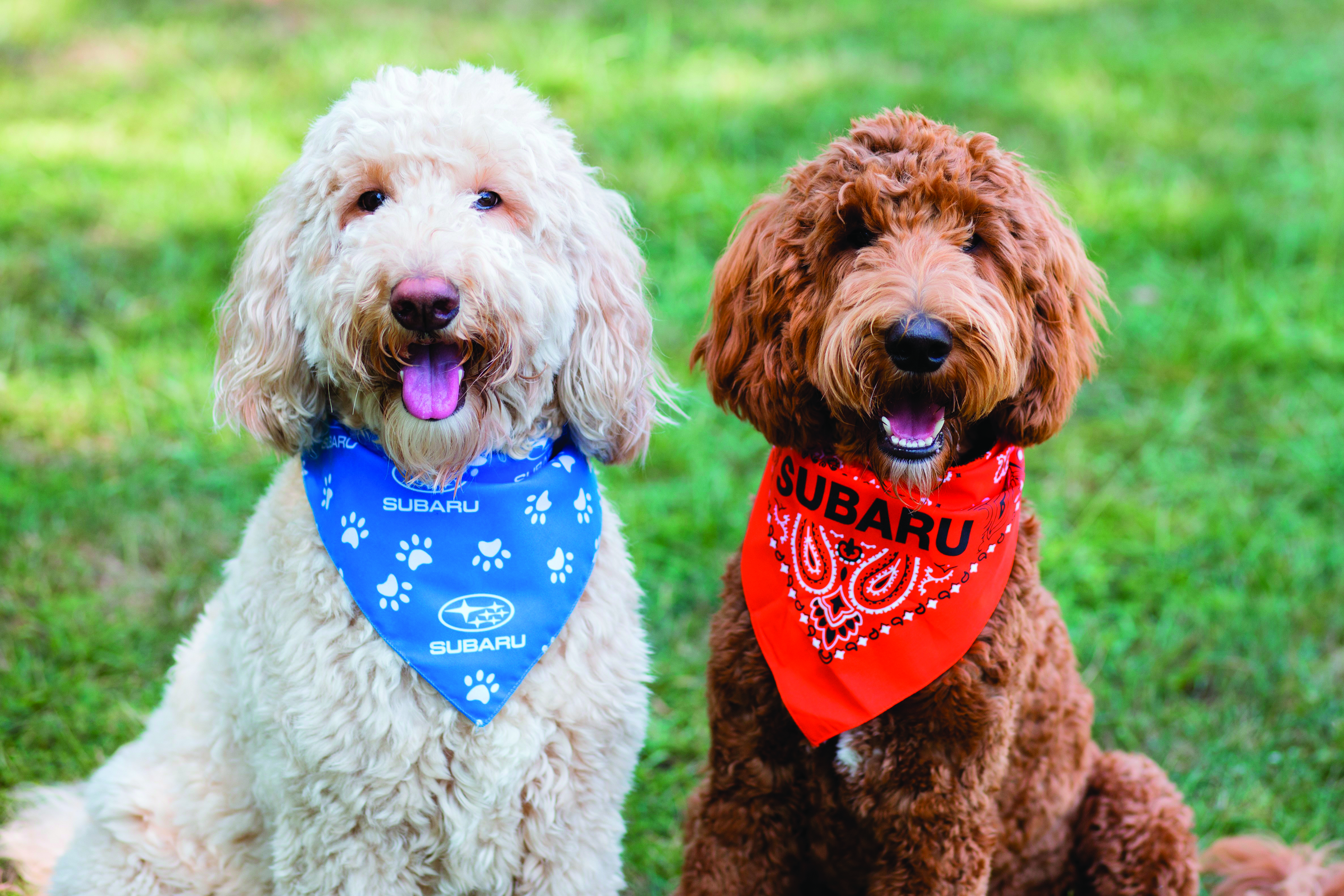 two happy dogs
