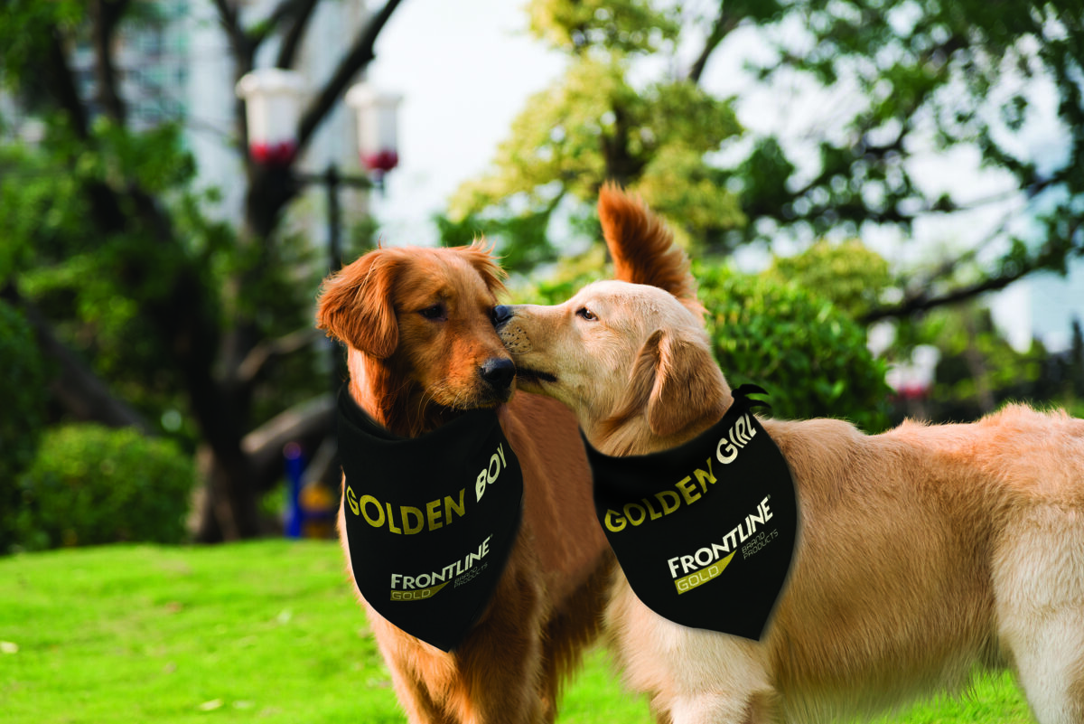 dogs with bandanas