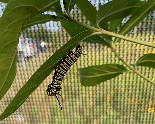 Caterpillar