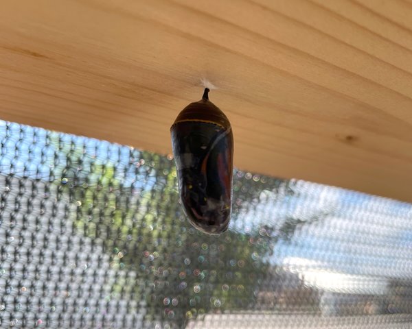 Clear chrysalises