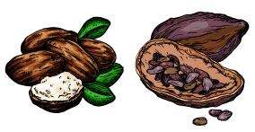 Cocoa butter and shea butter illustration
