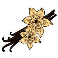 Vanilla Bean sketch