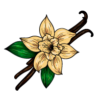 Vanilla Bean sketch