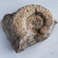 an old spiral fossil